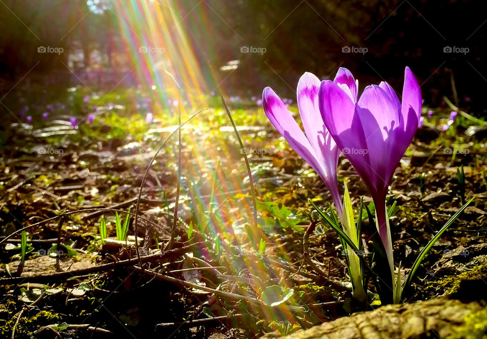 Crocus in early spring with colorful sun rays 