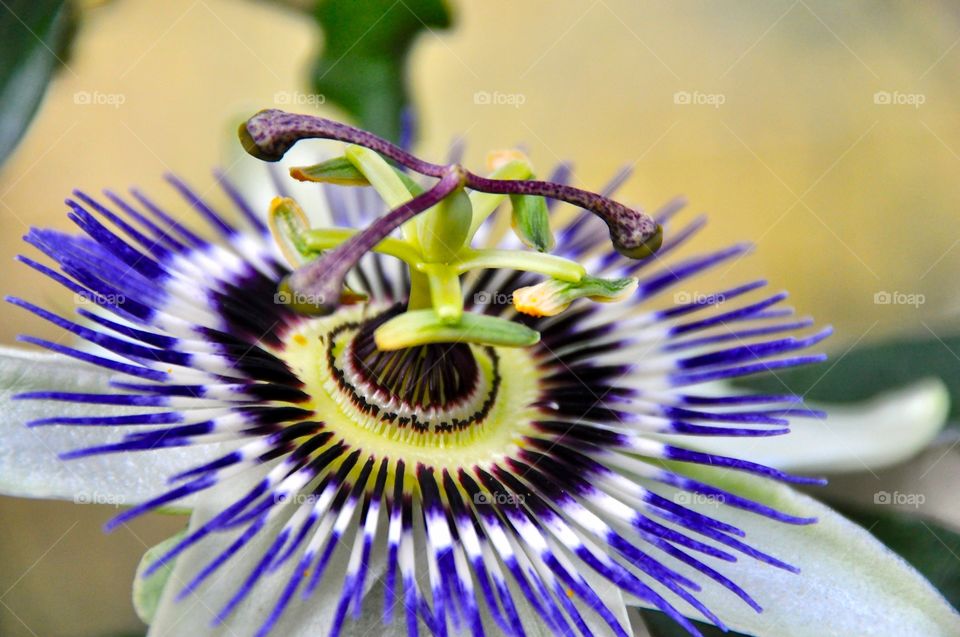 Close-up of a passion fruit flower