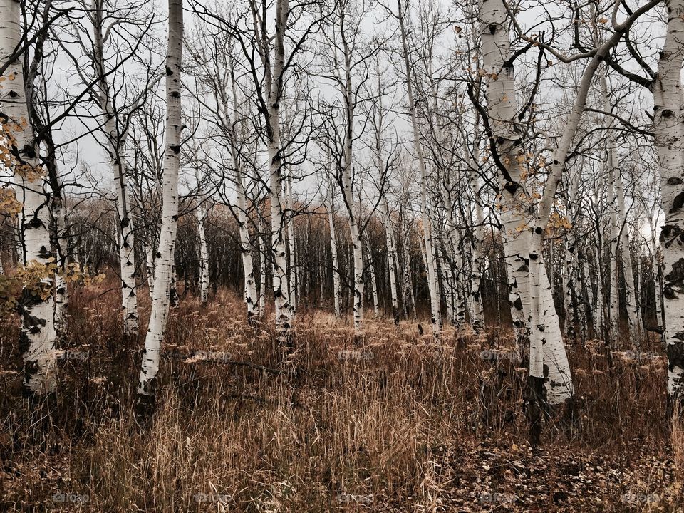 Colorado aspens