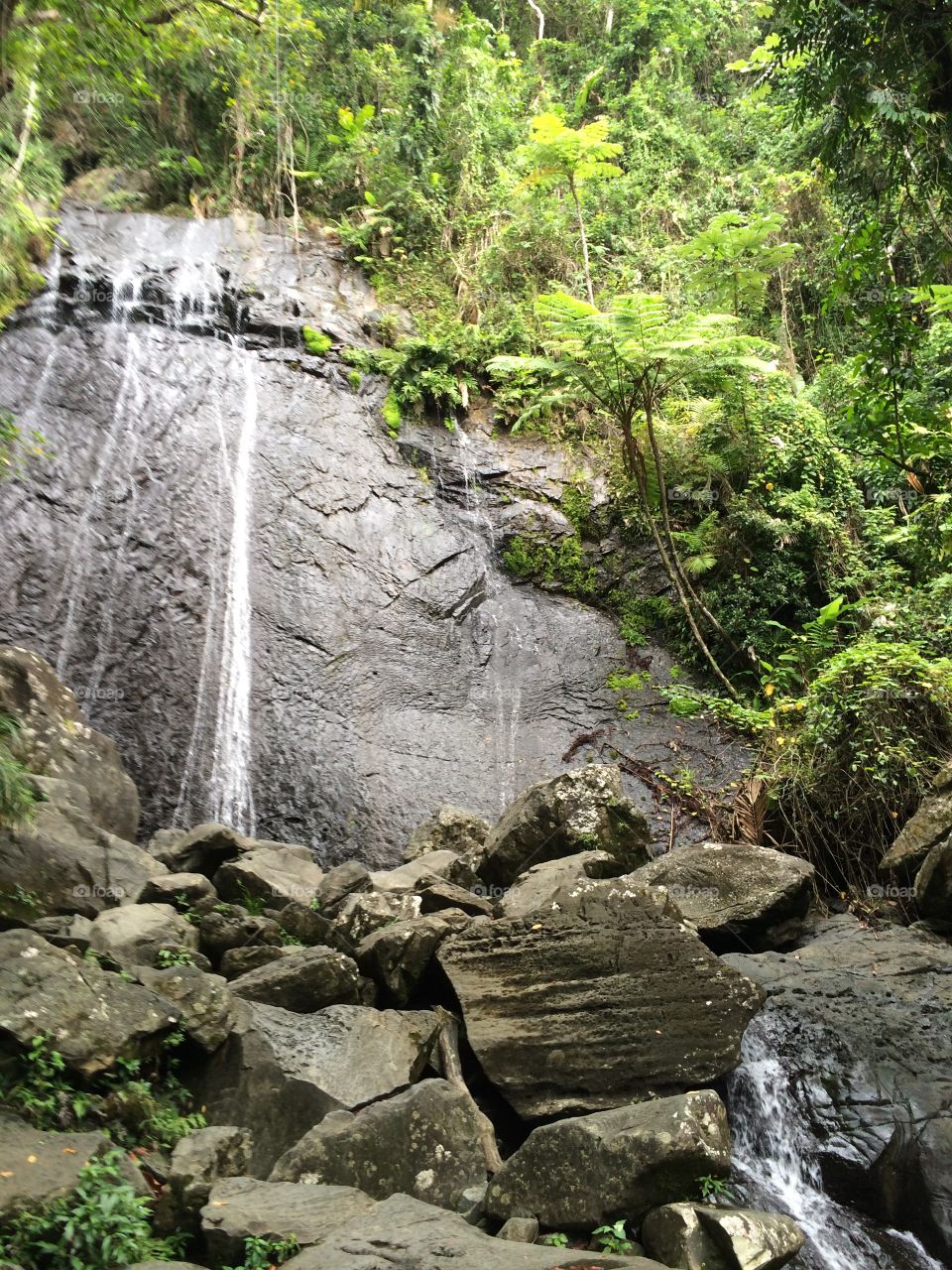 Yunque Puerto Rico 