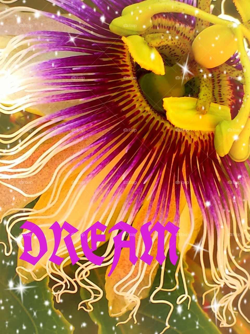 "Magical Passion Flowers"