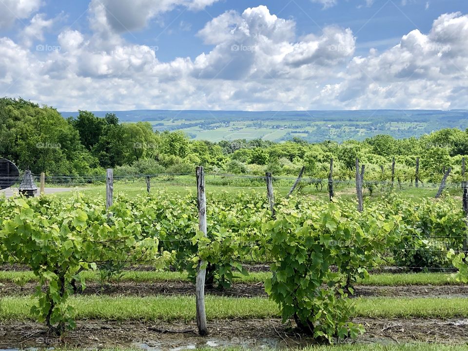 Mountain Vineyard Vista