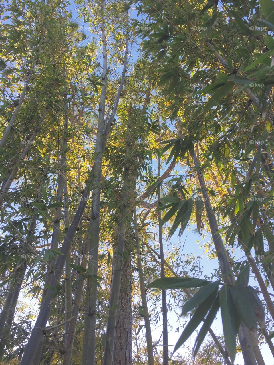 Tall Bamboos