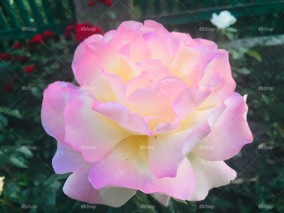 Нежность в саду