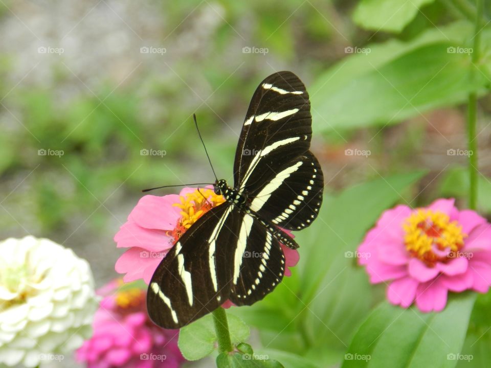 Butterfly, Nature, Insect, Flower, Summer
