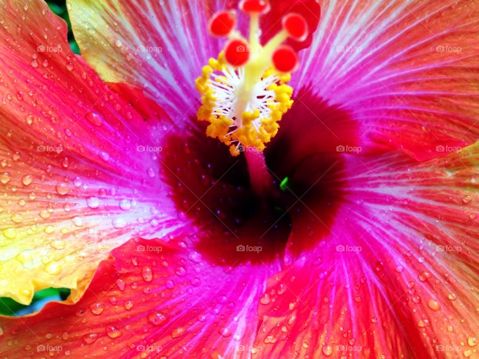 Hibiscus flower