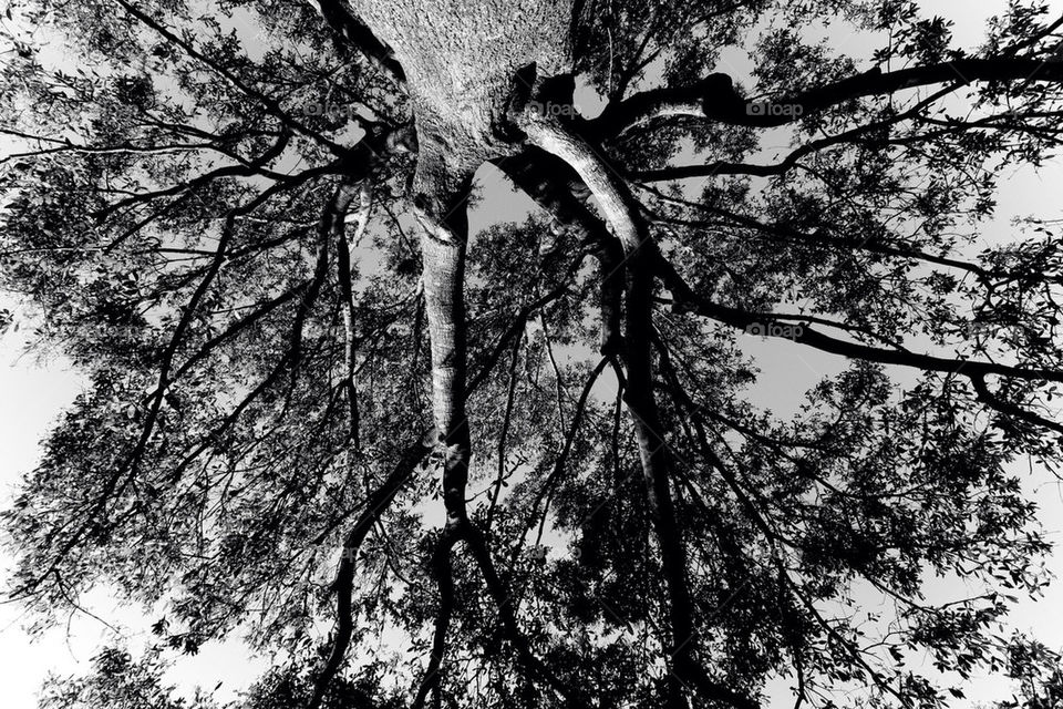 tree black and white by dodsongallery