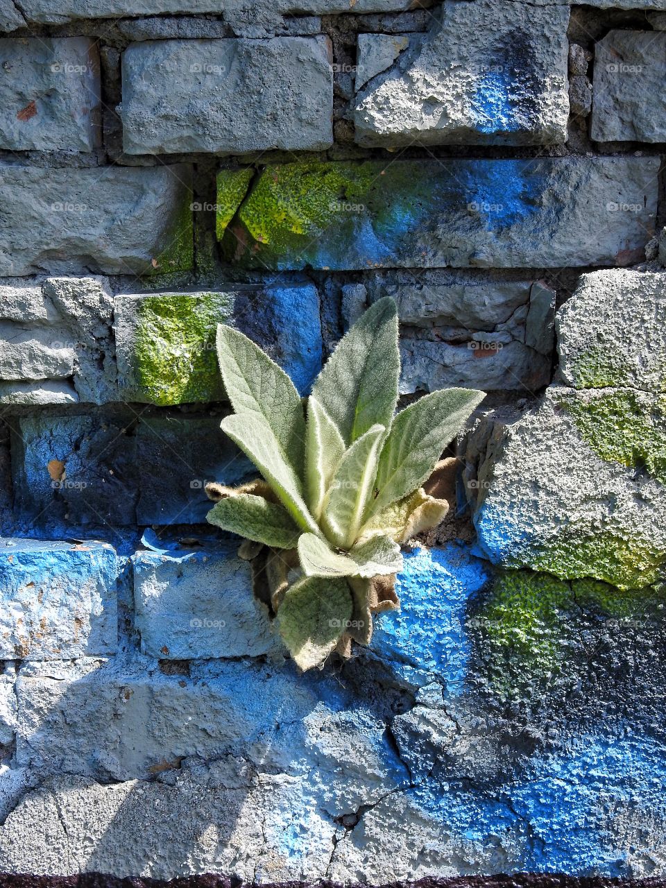 Plant in a wall