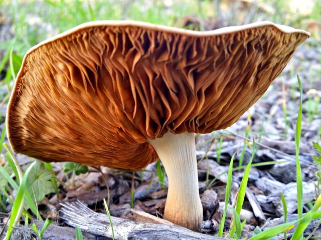 mushroom