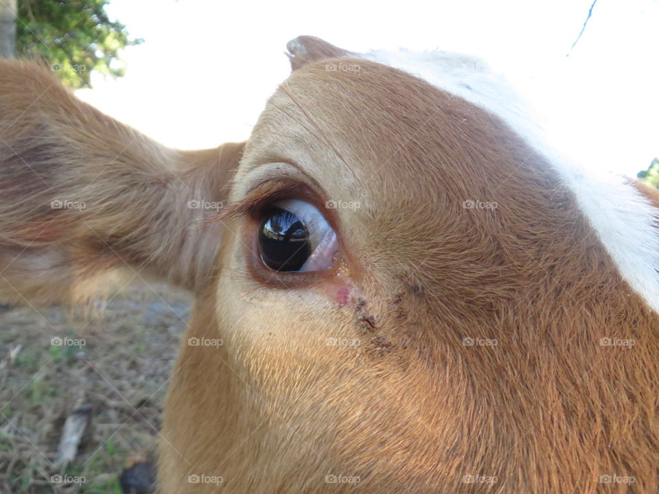 Cow eyes