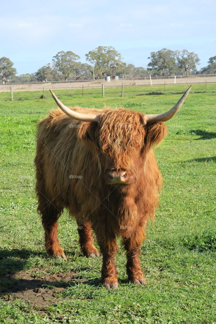 Cattle hairy