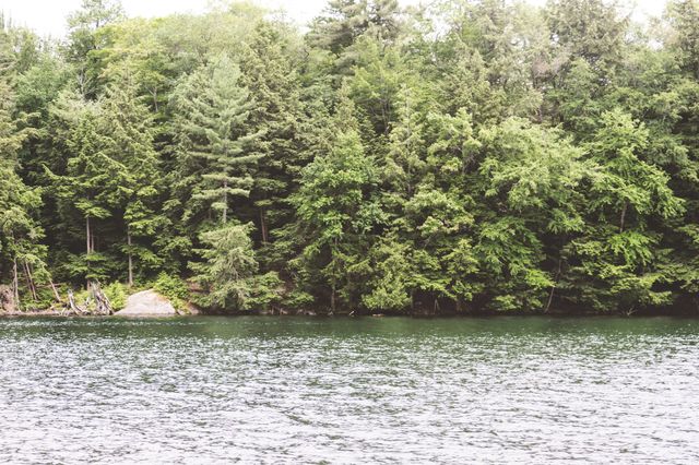 forest and Lakeside