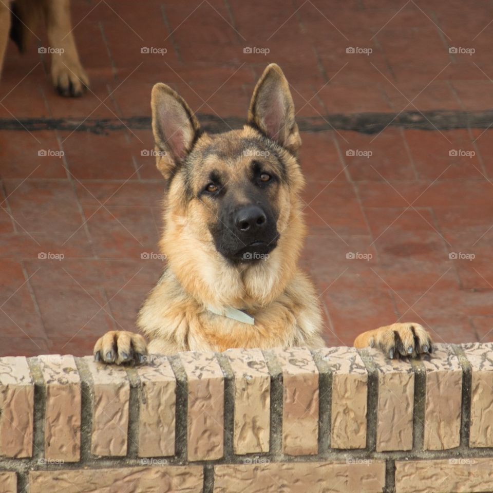 German Shepherd