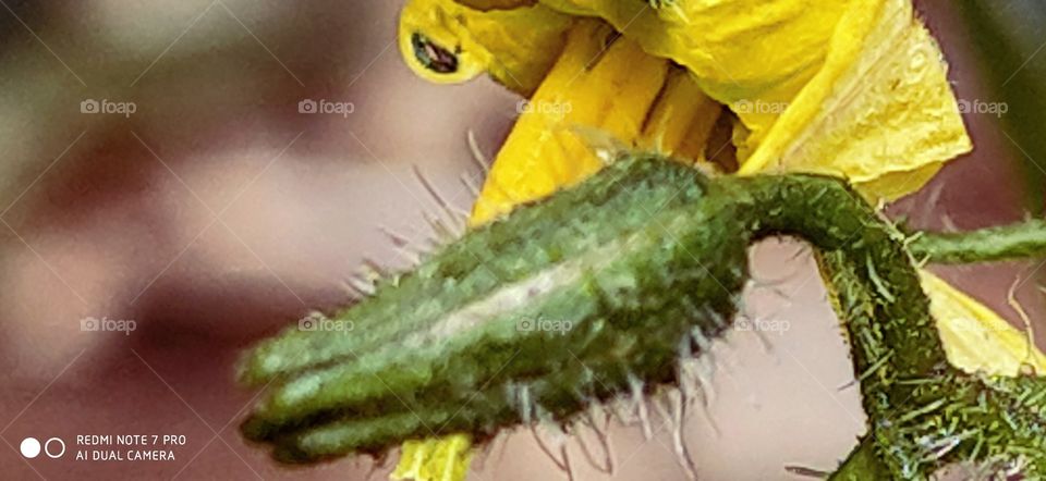 Yellow- ish Flower and prickly bud