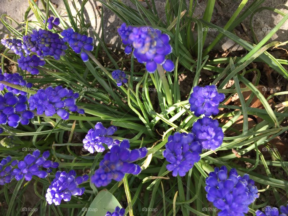 Beautiful Purple Flowers