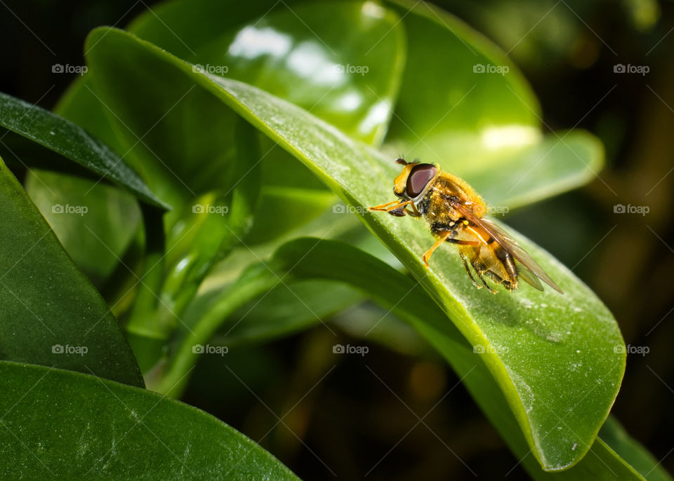 Bee on the green