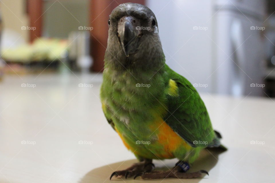 senegal parrot