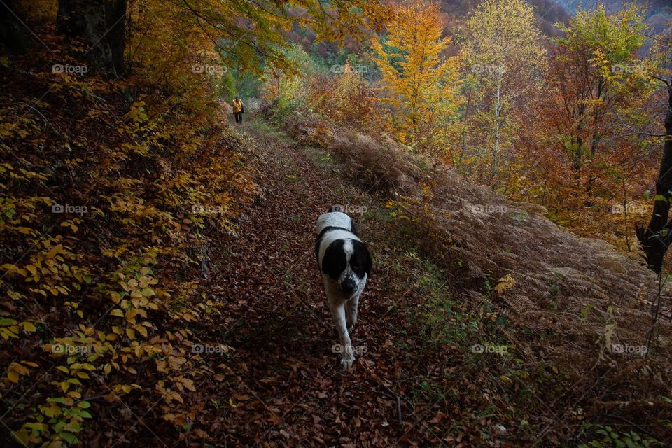 Hiking with the dog friend 