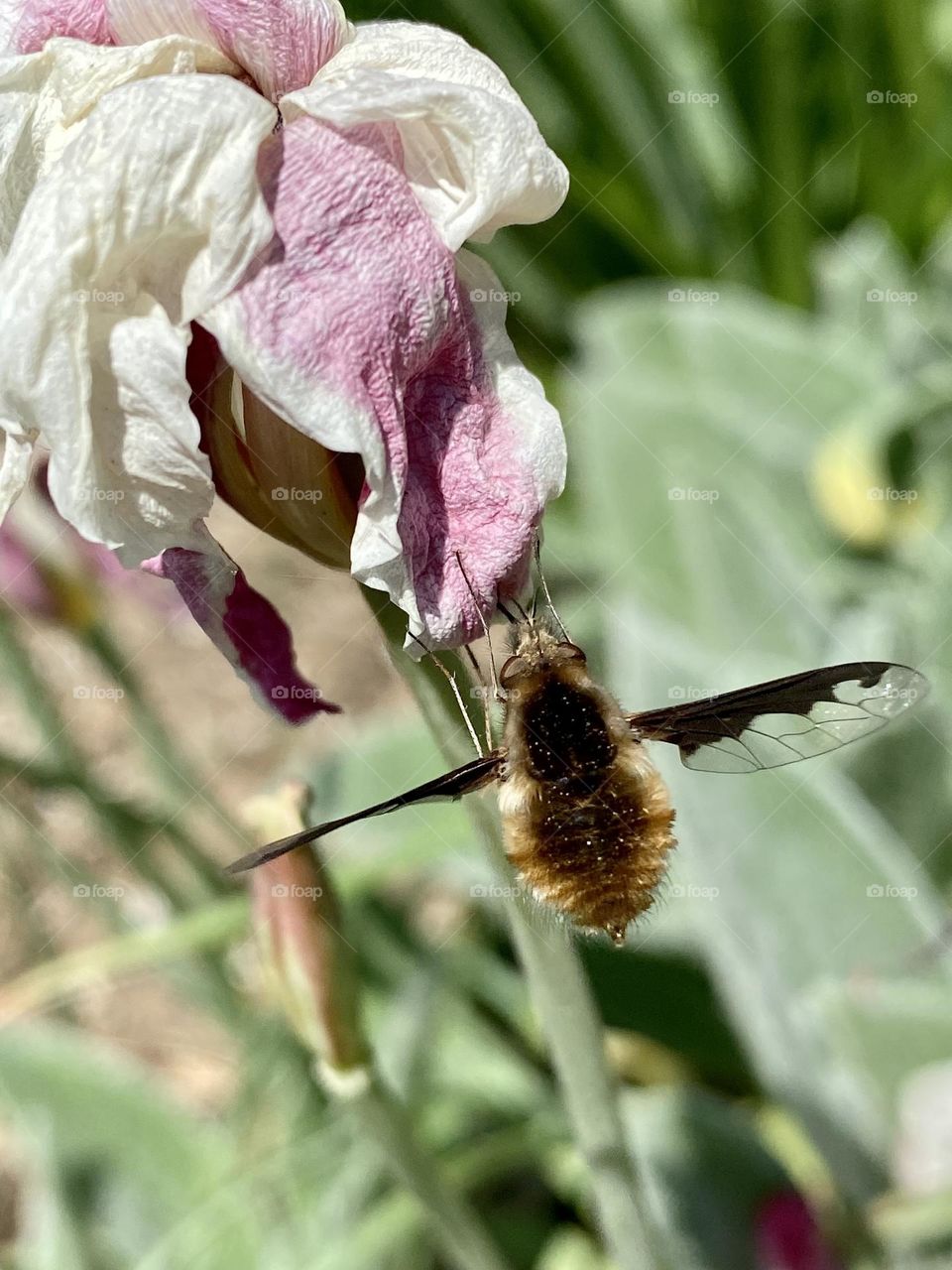 A bee fly on a withered pink and white tulip