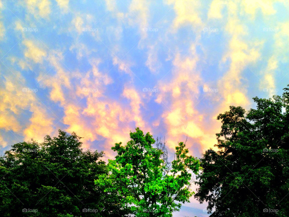 Trees at sunset, Florida