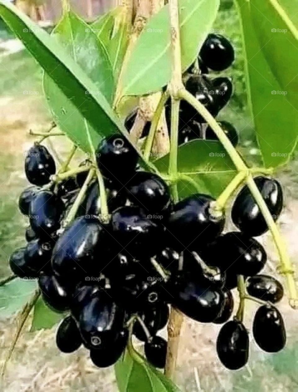 most beautiful and attractive fruits in the garden.