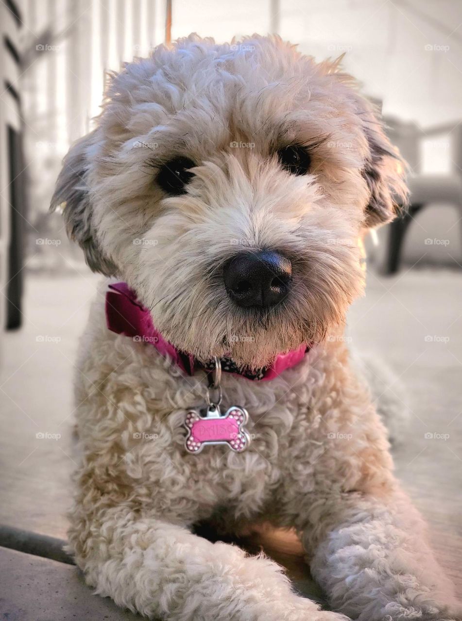 Our sweet little Wheaten Terrier puppy, Daisy has soulful eyes and a heart that bursts with love for her family