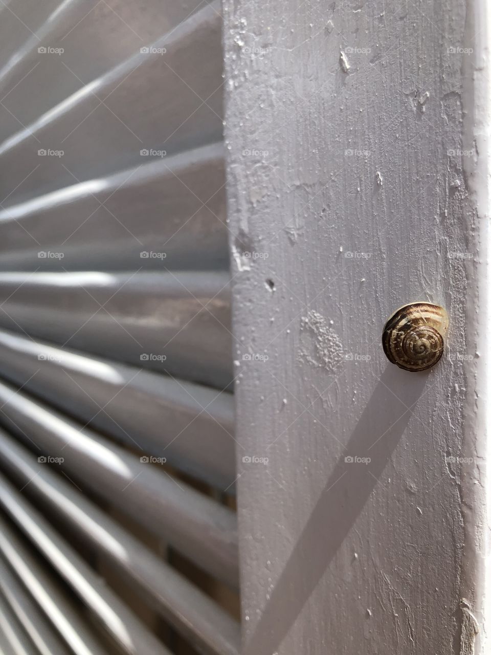 Little snail on white window door 