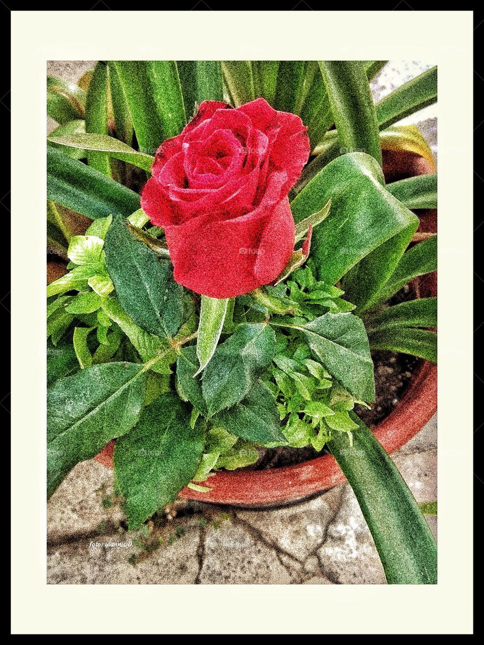 Flower, Rose, Nature, Floral, Flora