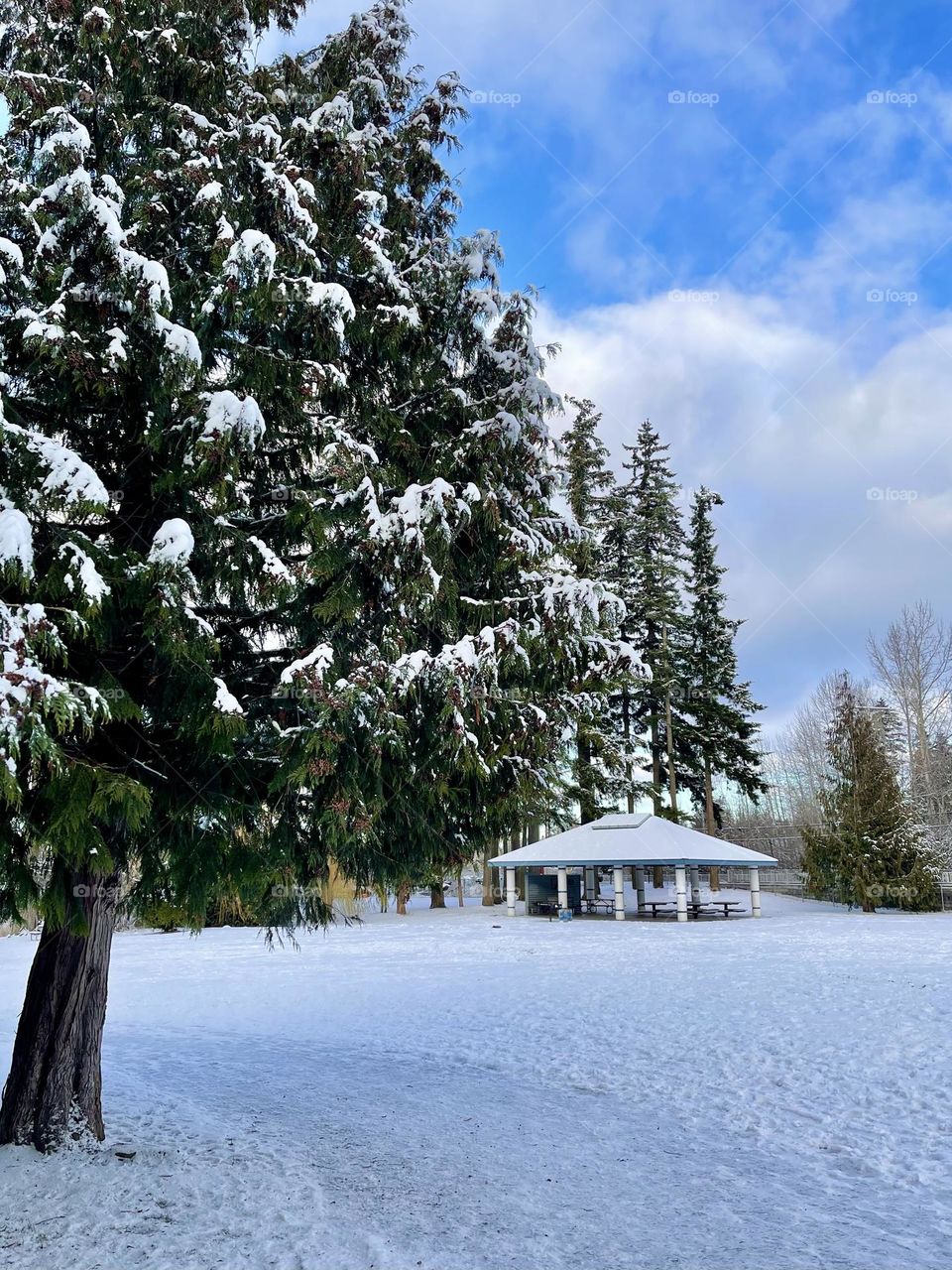 Snowy landscape with pine tree and pagoda 