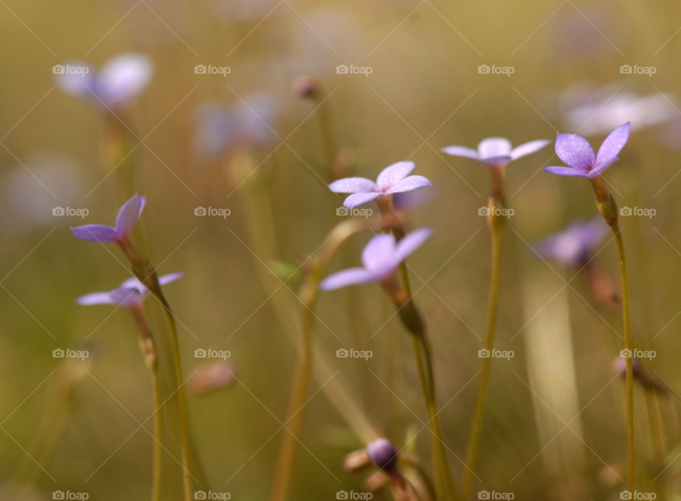 flowers pasture nature macro by lightanddrawing