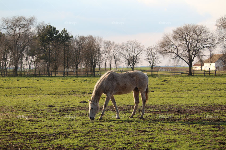 A white house on the field at the farm in Becej in Vojvodina