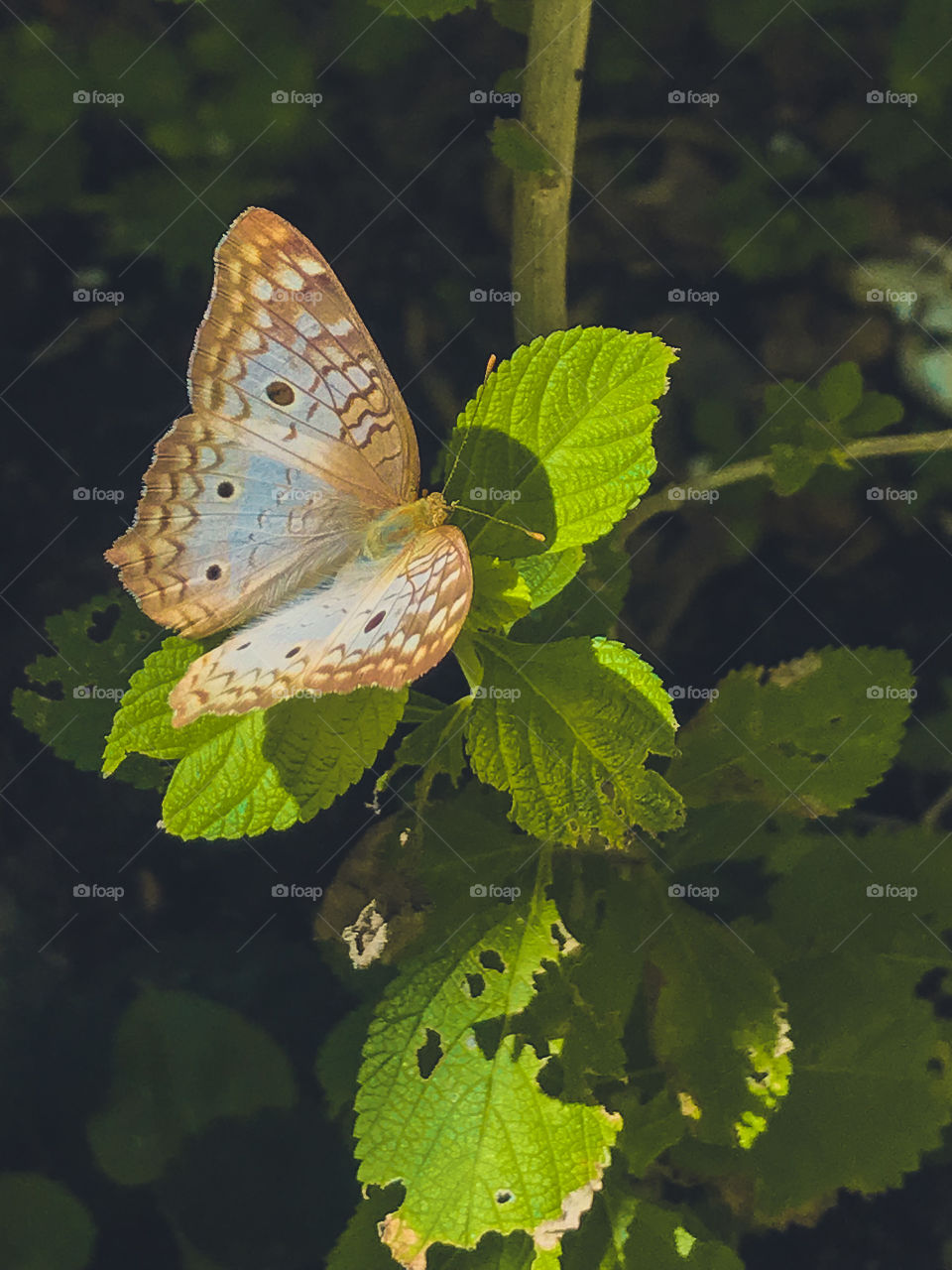 In Brazil, there are at least 3,100 different species of these insects.  Unlike moths, they are diurnal animals.