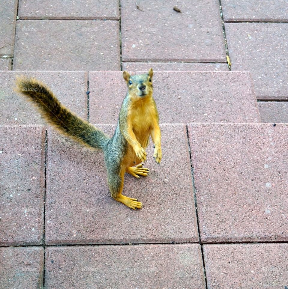 Squirrel