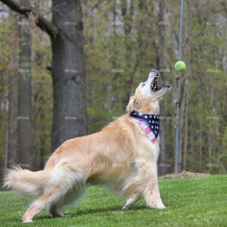 kaci our golden retriever enjoying the best day catching balls