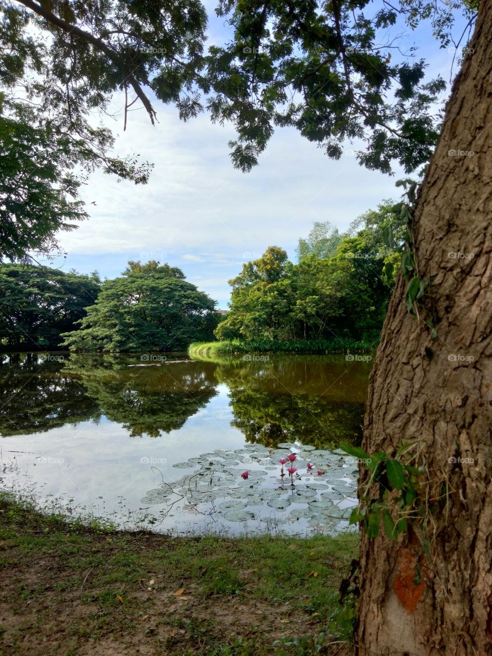 Lotus pond