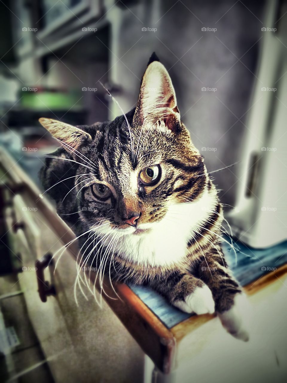 jerry. a little  curious cat