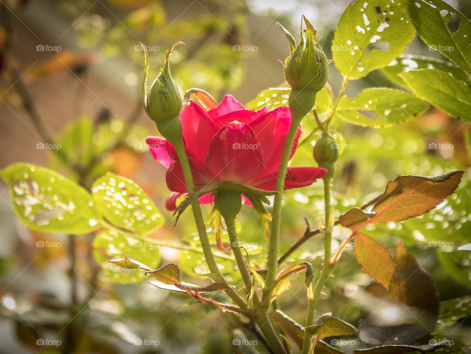 Bugs eating my roses