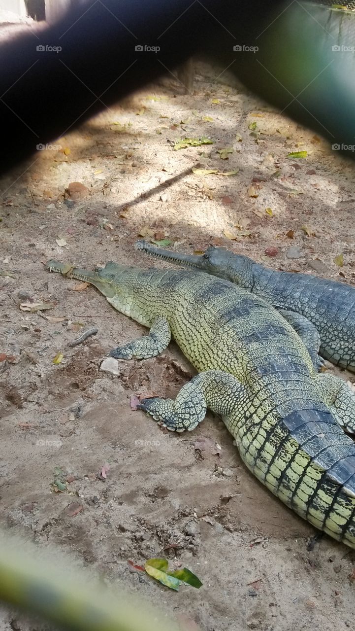 alligator