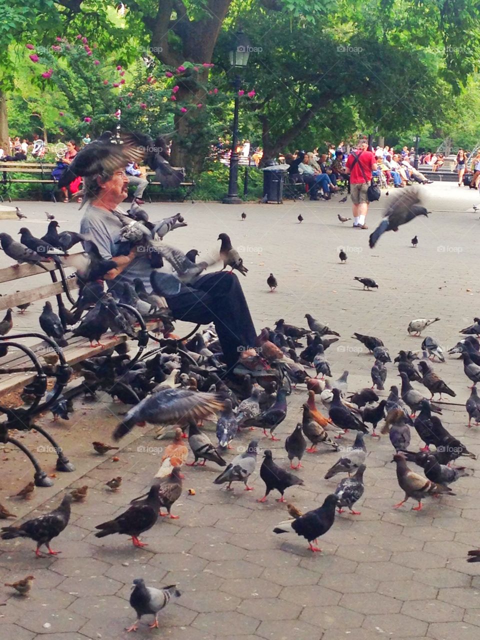 Man of the pigeons. Man of the pigeons at the park in New York city 