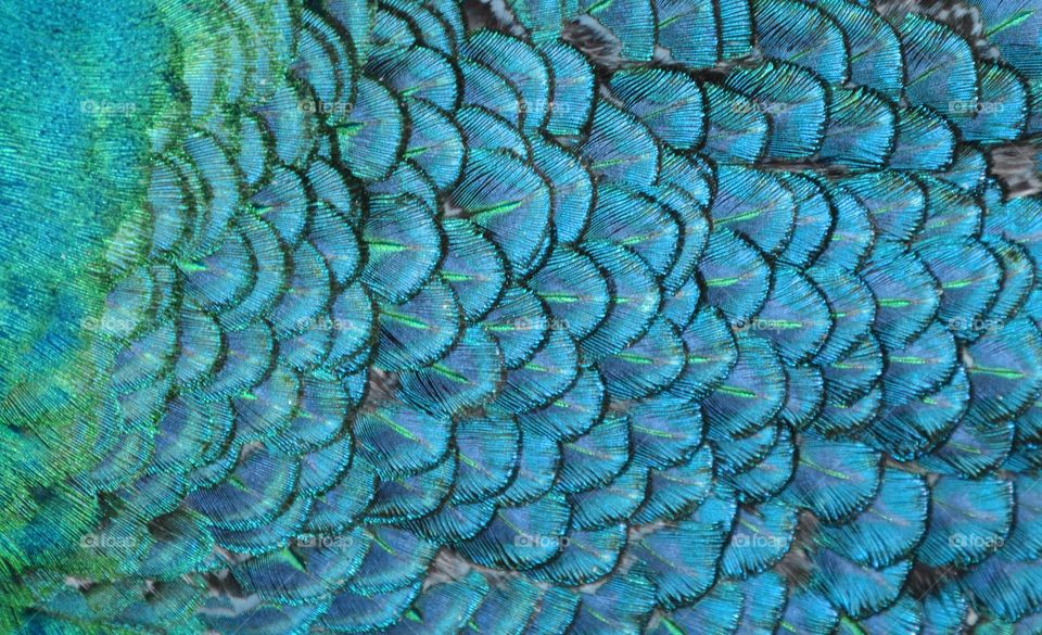 Light Blue feathers 
