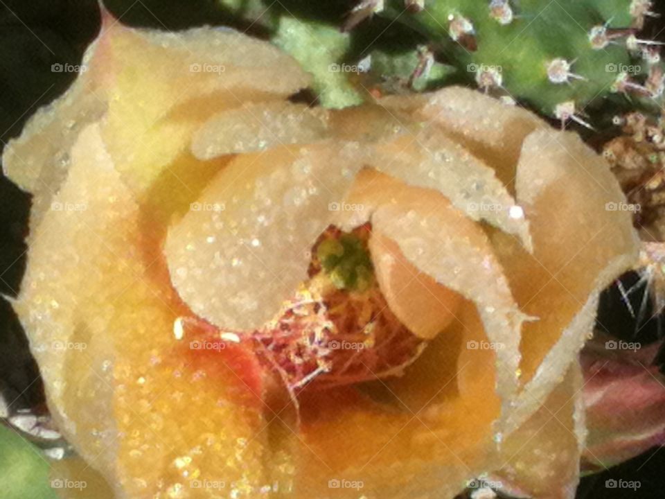 Yellow flower with dew