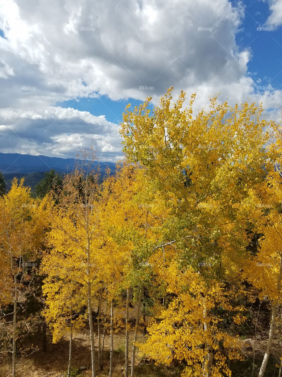 Aspen trees in Conifer Colorado
