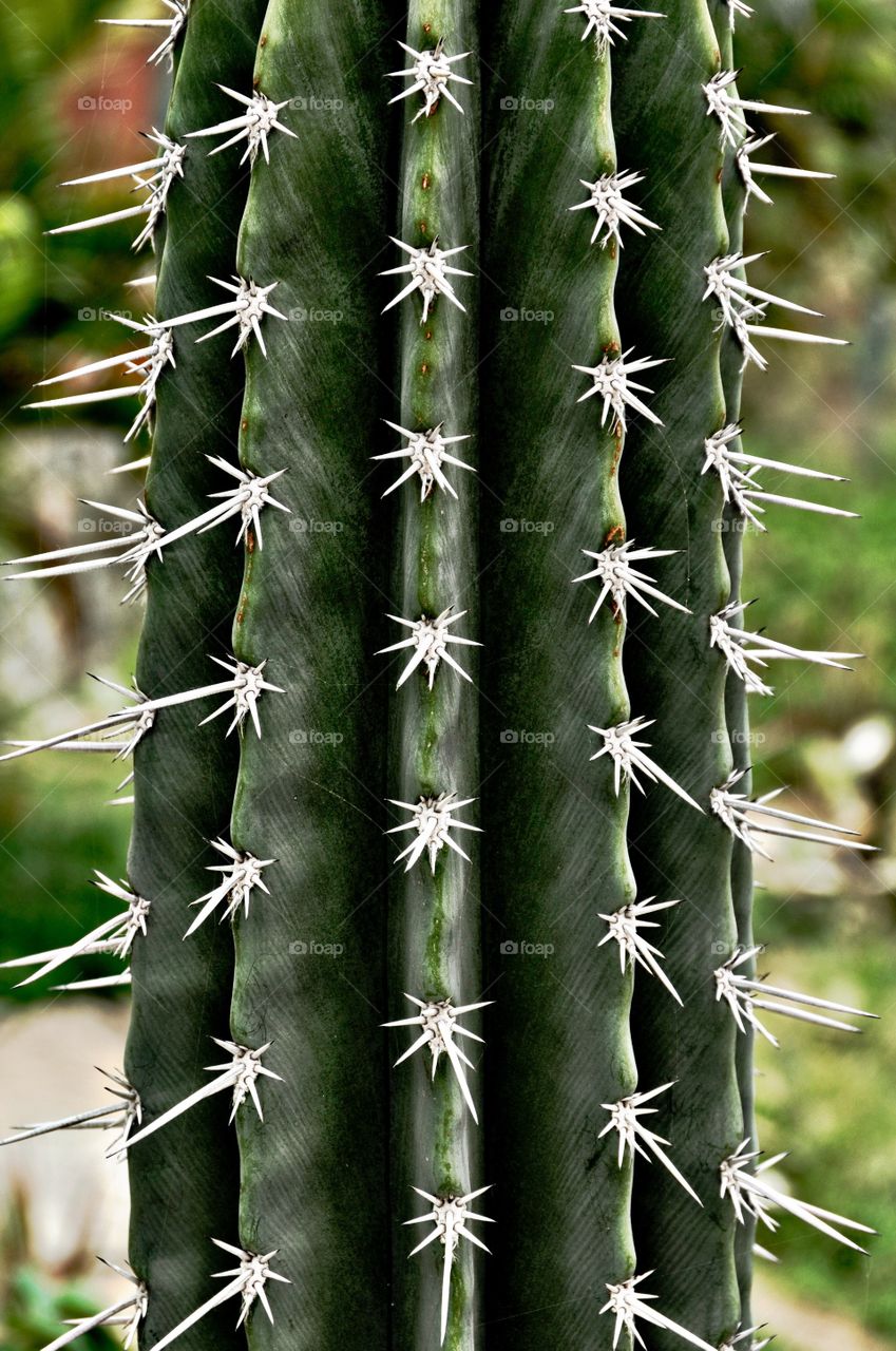 Cactus 