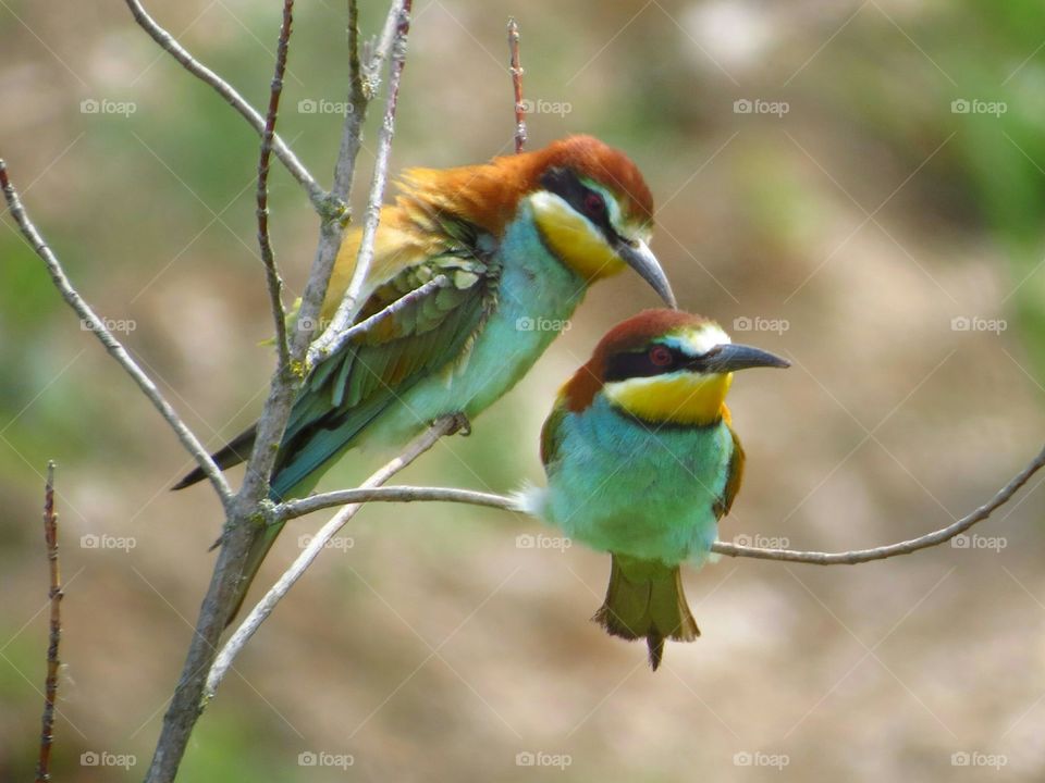 male bird kiss female