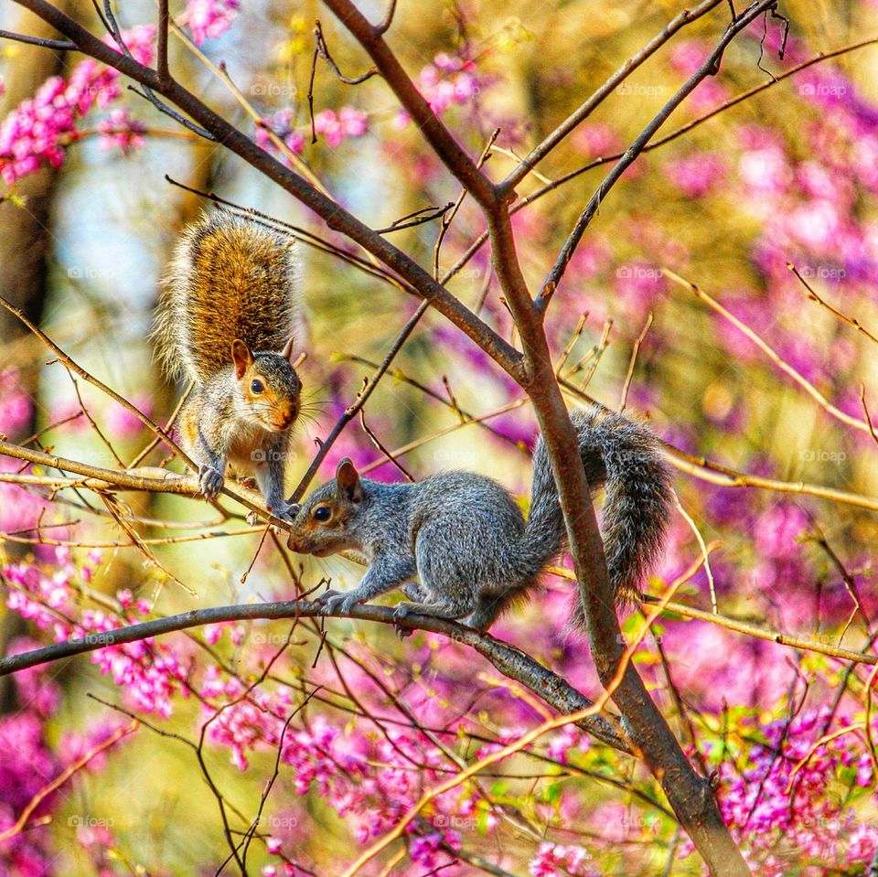 squirrels at play in spring