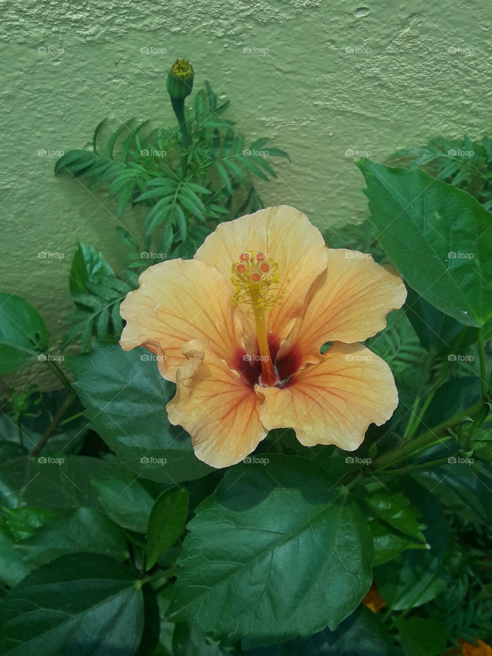 beautiful peach hibiscus flower in our garden