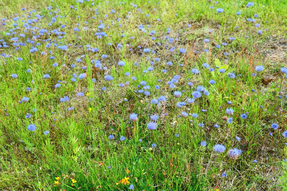 blaue Blumen am Wegesrand