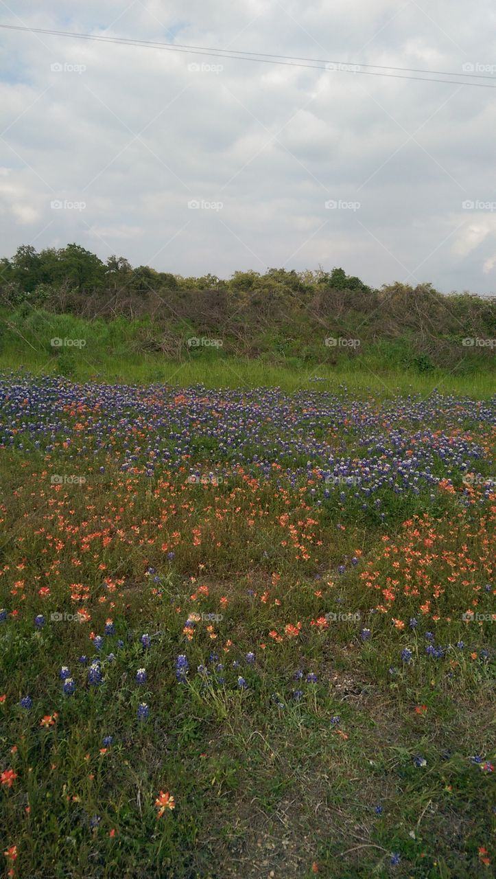 Flower, No Person, Landscape, Poppy, Nature