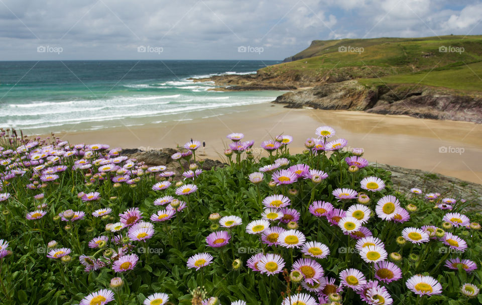 Pretty flowers clinging to the top of a cliff side with the ocean and beach behind in Cornwall, England.