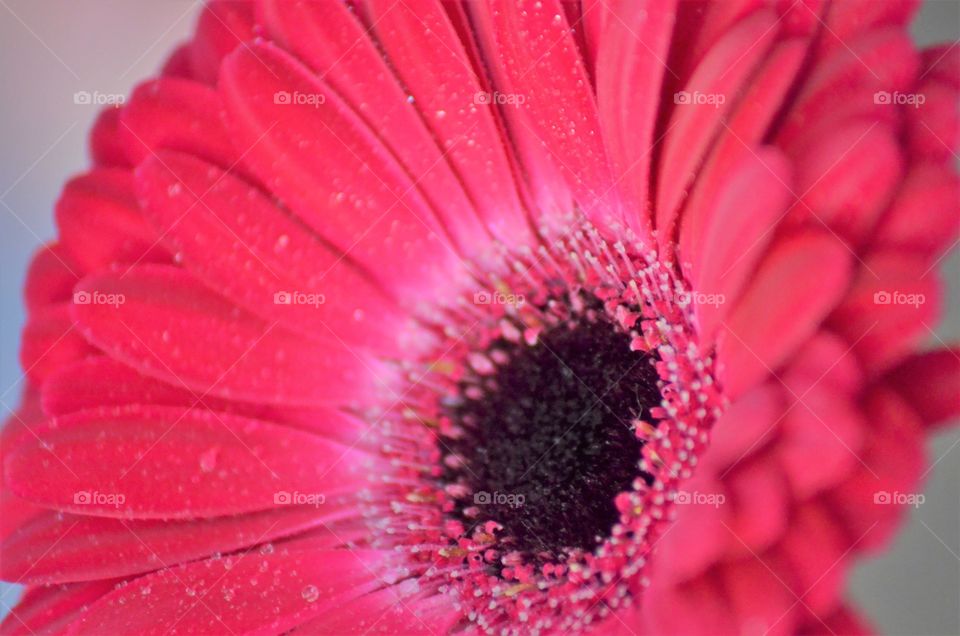 Close view of the Gerbera